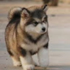 Meet your Posher, Aliah